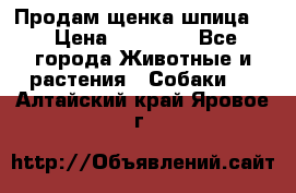 Продам щенка шпица.  › Цена ­ 15 000 - Все города Животные и растения » Собаки   . Алтайский край,Яровое г.